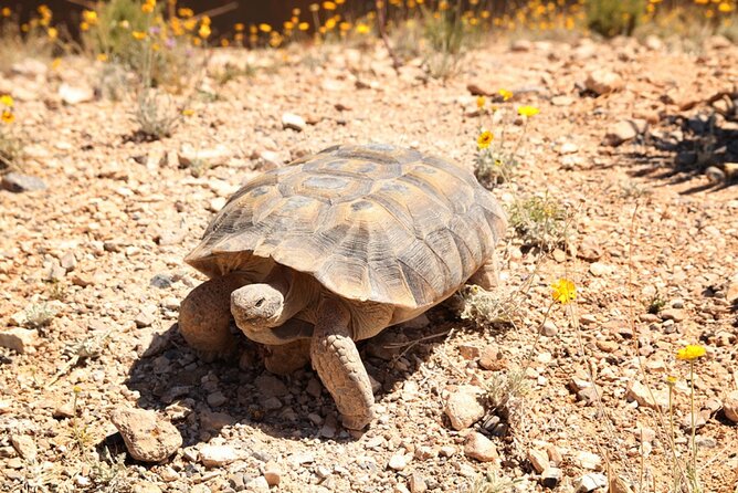 Audio Driving Tour: Grand Canyon West, Hoover Dam Red Rock Canyon - User Experiences and Ratings