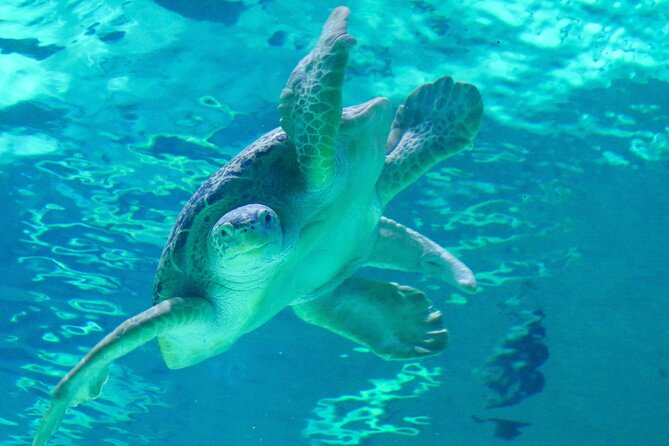 Audubon Aquarium & Insectarium Ticket - Technological Advancements in Exhibits