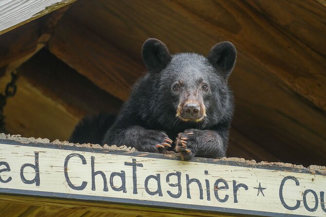 Audubon Zoo Ticket - Visitor Experience Highlights