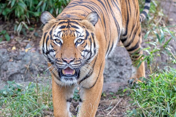 Audubon Zoo Ticket - Accessibility Features