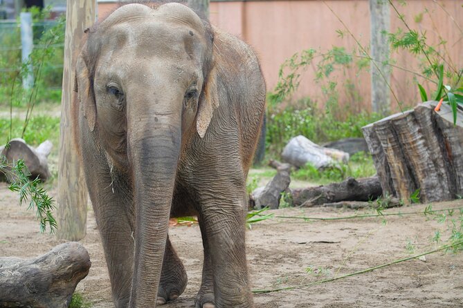 Audubon Zoo Ticket - Food and Beverage Offerings