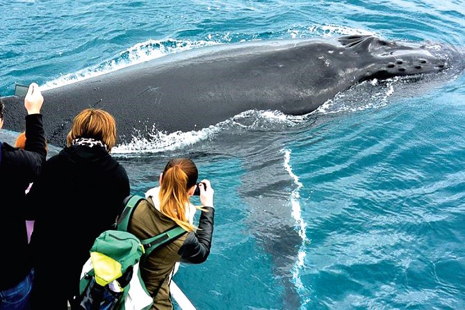 Augusta Whale Watching Eco Tour - Booking and Policies