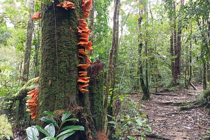 Aural Mountain Trek: Cambodia Tallest Peak Challenge - Reviews and Ratings