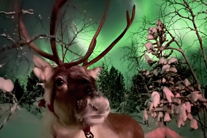 Aurora Hunting With Reindeer Caravan - Traditional Sámi Meal Included