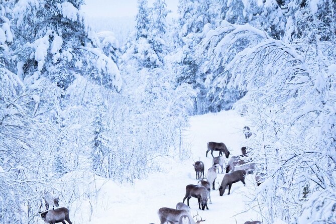 Aurora Hunting With Reindeer Caravan - Highlights of Memorable Moments