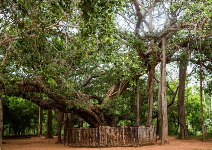 Auroville Guided Walking Tour - Tour Pricing