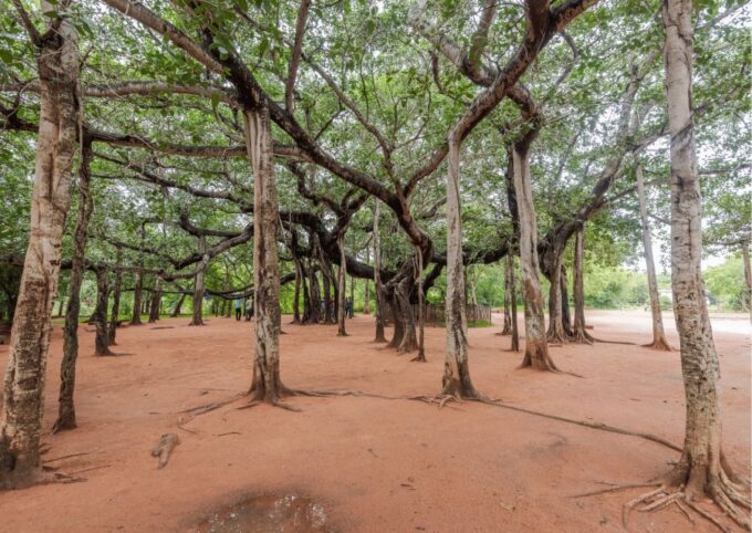 Auroville Guided Walking Tour - Tour Location