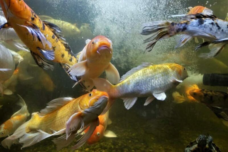 Austin Aquarium Entry Ticket - Key Points