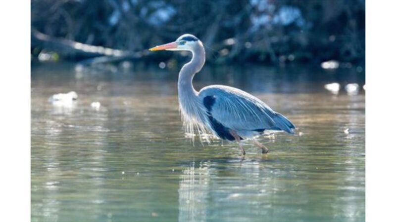Austin: Journey to the Springs Guided Tour - Barton Springs and Lady Bird Lake