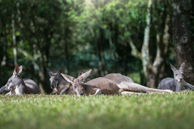Australia Zoo Day Trip From Brisbane - Pickup Details