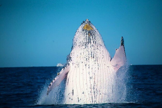 Australia Zoo Transfer from Noosa and Sunshine Coast - Who Should Book This Tour?