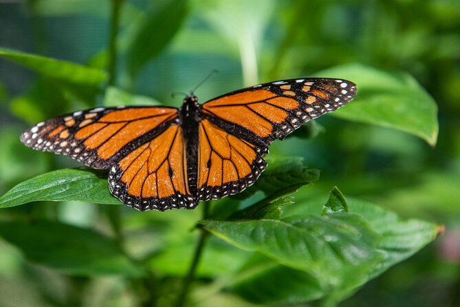 Australian Butterfly Sanctuary - Unique Features and Accessibility
