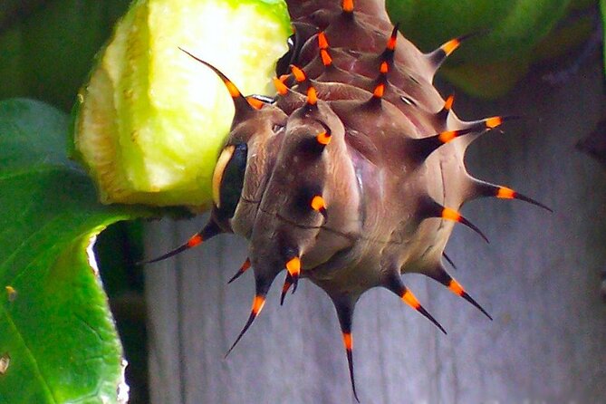 Australian Butterfly Sanctuary - Ticketing and Pass Options