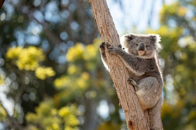 Australian Experience at Werribee Open Range Zoo - Excl. Entry - Dining Information