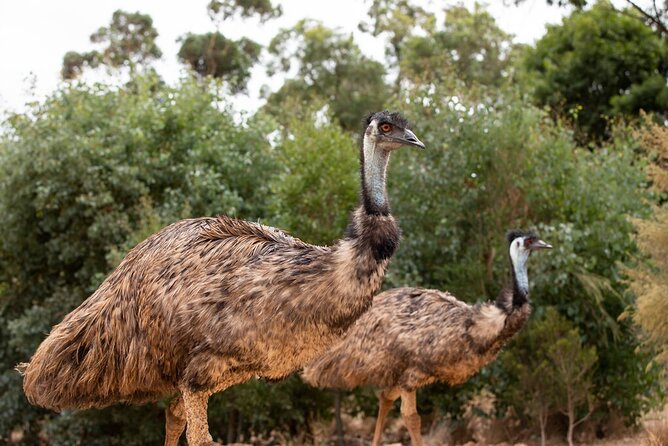 Australian Experience at Werribee Open Range Zoo - Excl. Entry - Booking Details