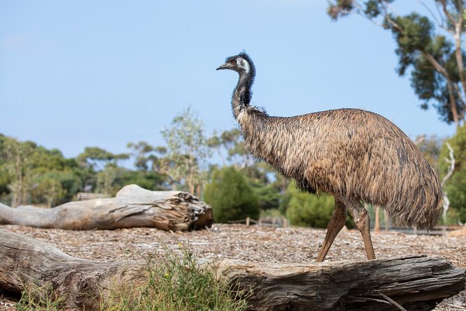 Australian Experience at Werribee Open Range Zoo - Excl. Entry - Guest Reviews