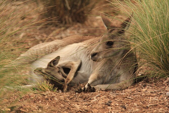Australian Experience at Werribee Open Range Zoo - Excl. Entry - Additional Information