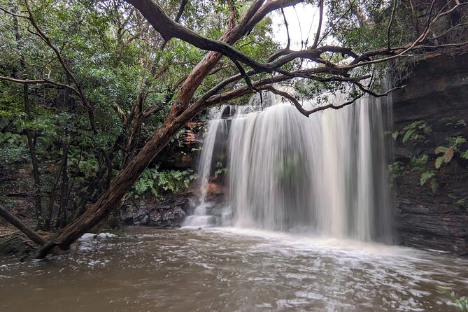 Australian Waterfalls With Koalas Kangaroos and Scenic Train Ride - Immersive Wildlife Encounters