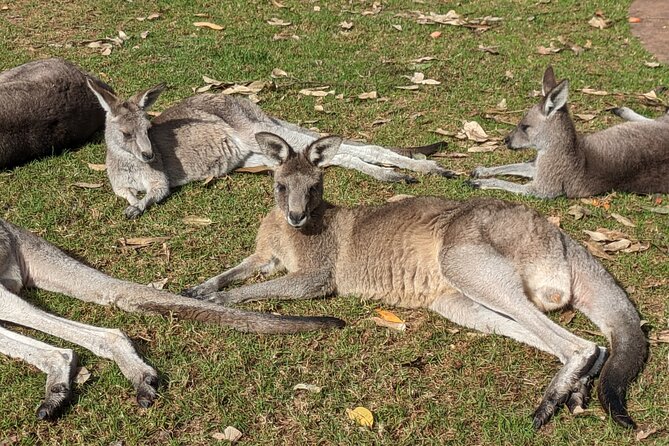 Australian Waterfalls With Koalas Kangaroos and Scenic Train Ride - Exploring Aboriginal Rock Art