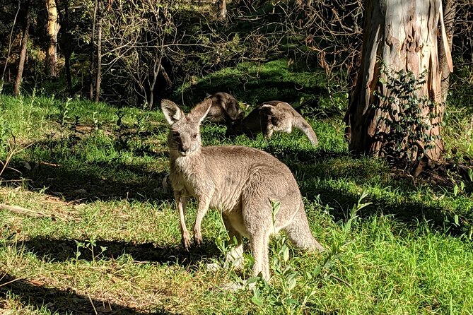 Australian Waterfalls With Koalas Kangaroos and Scenic Train Ride - Pricing and Booking Information