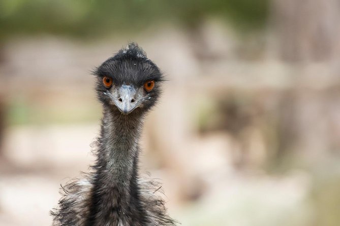 Australian Wildlife Tour at Melbourne Zoo Ticket - Excl. Entry - Accessibility