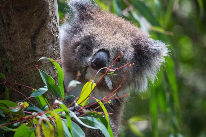 Australian Wildlife Tour at Melbourne Zoo Ticket - Excl. Entry - Reviews and Ratings