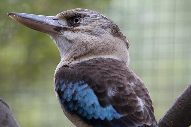 Australian Wildlife Tour at Melbourne Zoo Ticket - Excl. Entry - Meeting Point and Duration