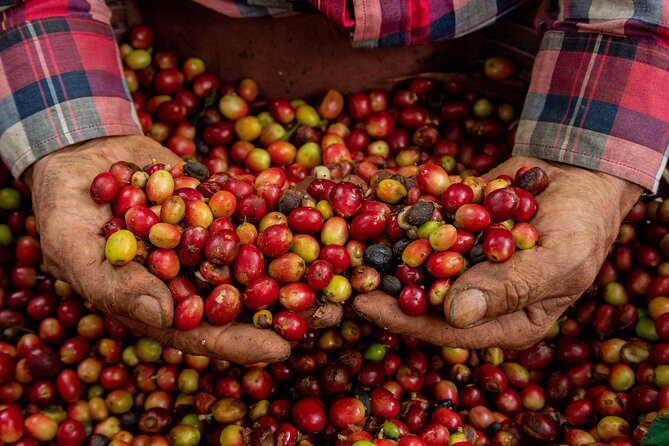 Authentic Experience of Coffee, Cane and Caco Inside the Forest - Key Points