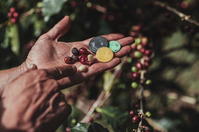 Authentic Experience of Coffee, Cane and Caco Inside the Forest - Coffee History and Processes