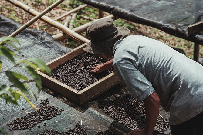 Authentic Experience of Coffee, Cane and Caco Inside the Forest - Exploration of Coffee Plantations