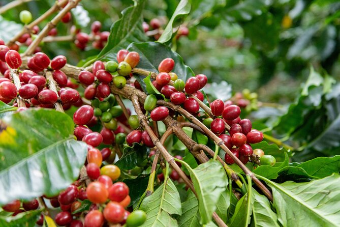 Authentic Experience of Coffee, Cane and Caco Inside the Forest - Ecosystems, Biodiversity, and Sustainability
