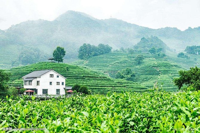 Authentic Hangzhou Longjing Tea Culture Experience Tour - Transportation and Inclusions