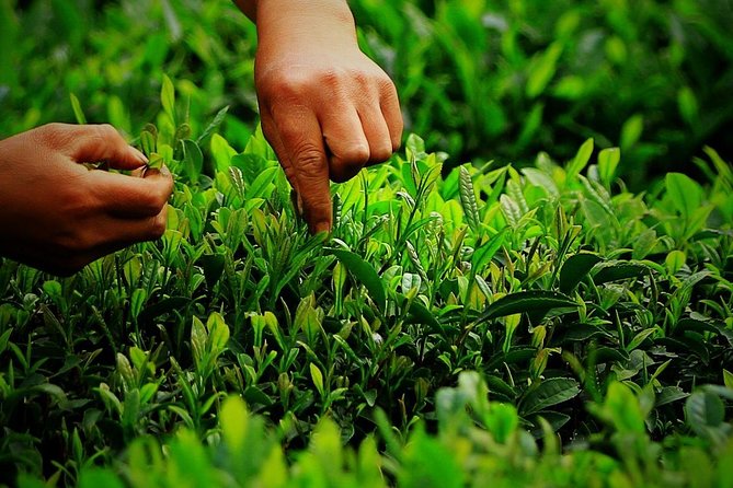 Authentic Hangzhou Longjing Tea Culture Experience Tour - Unforgettable Tea Experiences