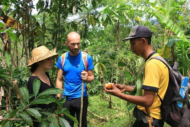 Authentic Hike in the Forest With Lunch at the Inhabitant - Discovering Tropical Fruits