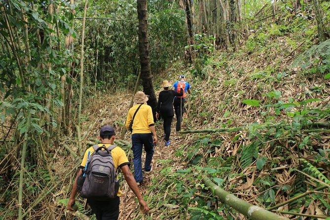 Authentic Hike in the Forest With Lunch at the Inhabitant - Group Size and Accessibility