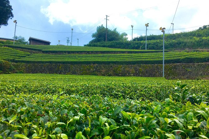 Authentic Japanese Tea Tasting at a Tea Plantation in Shimada - Exploring the 300-Year-Old Tea Plantation