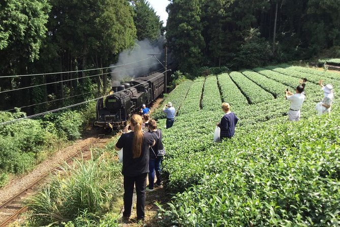 Authentic Japanese Tea Tasting at a Tea Plantation in Shimada - Transportation and Pickup Details