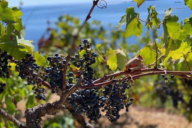 Authentic Private Viewpoint Wine&Dine Tour - Indulge in Wining and Dining