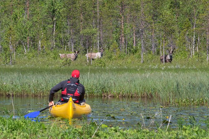 Authentic Reindeer Farm and Canoe Experience From Rovaniemi. - Feeding the Reindeer Lichen