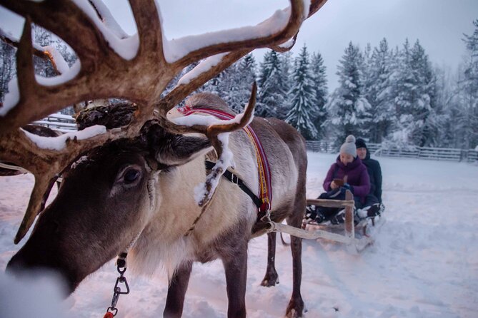 Authentic Reindeer Farm Experience in Rovaniemi - Convenient Transportation and Pickup
