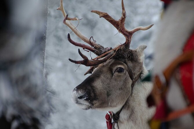 Authentic Reindeer Farm Experience in Rovaniemi - Availability and Confirmation Within 48 Hours
