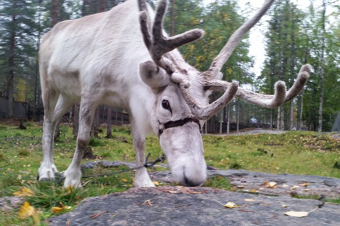 Authentic Reindeer Farm Experience in Rovaniemi - Group Size and Accessibility Details