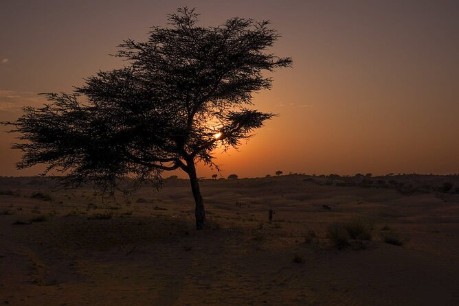 Authentic Rural Homestay in Desert Under Stars, Near Jodhpur - Included Activities and Experiences