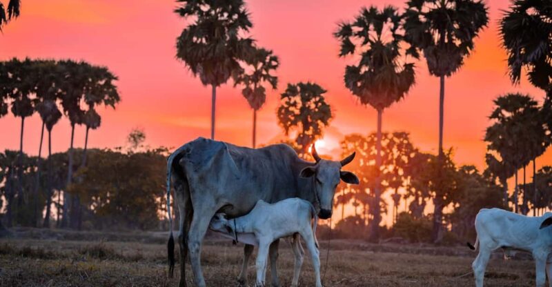 Authentic Siem Reap: Tuk Tuk Countryside and Sunset Tour - Itinerary Highlights