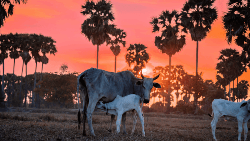 Authentic Siem Reap: Tuk Tuk Countryside and Sunset Tour - Inclusions and Exclusions