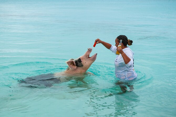 *Authentic Swimming Pigs Tour*Shark Encounter*Feed Iguanas* - Traveler Information