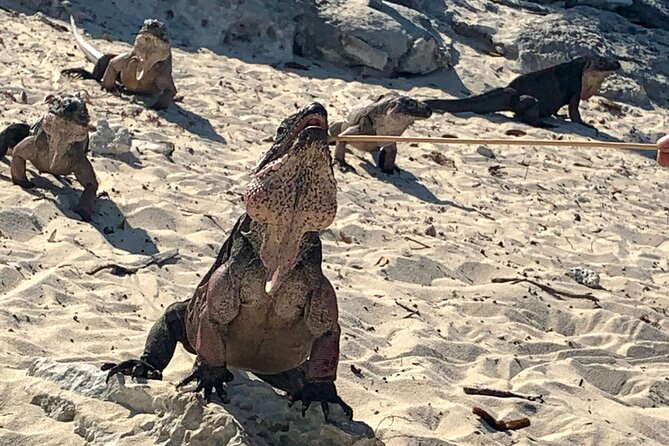 *Authentic Swimming Pigs Tour*Shark Encounter*Feed Iguanas* - Reviews Summary