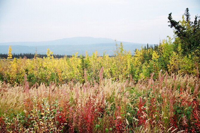 Authentical Denali Tour From Denali Park and Fairbanks - Preparing for the Adventure