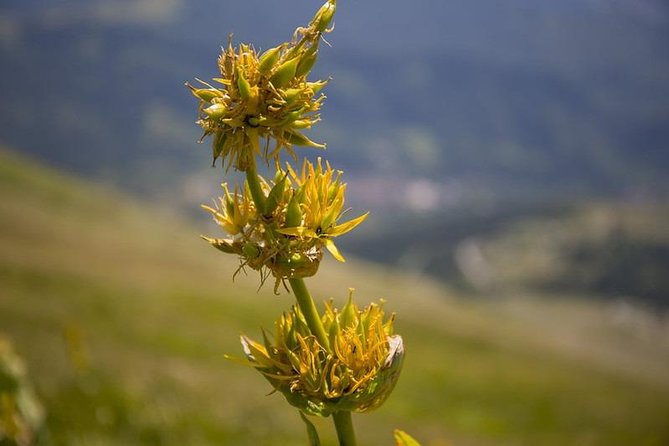 Author Trekking: the Glacial Valley of Lake Pilato - Private Tour - Highlights of the Private Tour