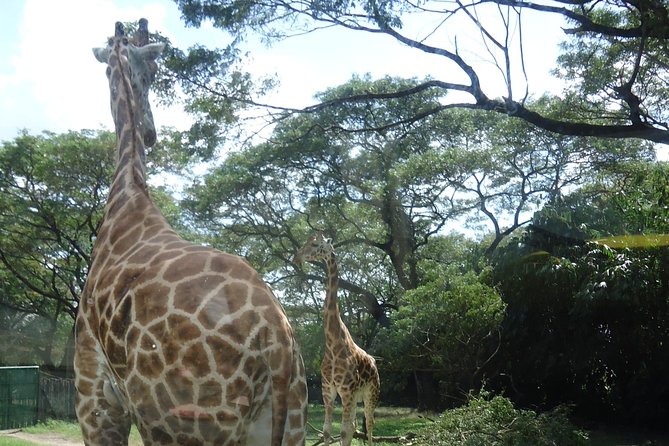 Auto Safari Chapin Drive-Through Nature Park & Zoo From Puerto Quetzal - Key Points